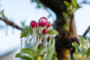 Obstbäume, aber auch Wein oder nicht abgedeckte Erdbeeren sind bei Frost besonders gefährdet.  Foto: dpa