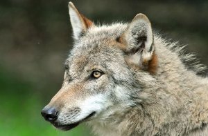 Im Umweltministerium geht man von einem Einzelwolf aus. Klarheit soll es am Mittwoch geben. (Symbolfoto) Foto: dpa