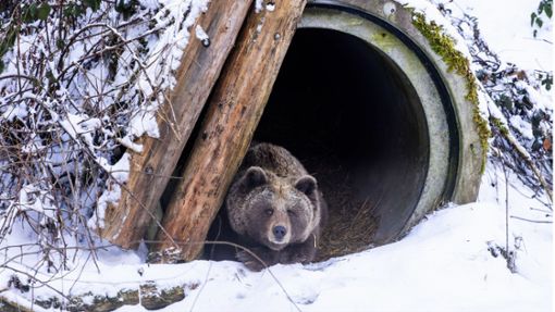 Eine vorübergehend aus ihrer Winterruhe aufgewachte Bärin liegt im Eingang ihrer Höhle im Alternativen Wolf- und Bärenpark. Foto: dpa/Philipp von Ditfurth