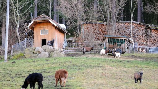 Gerade einmal rund 50 Meter entfernt vom Wohngebäude der betroffenen Landwirte hat ein bislang unbekanntes Tier mindestens zwei Ziegen dieser Herde gerissen. Foto: Ziechaus