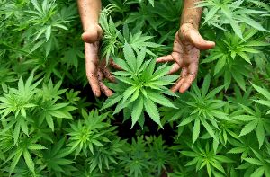 Cannabis-Plantagen wie hier in Israel, sind in Deutschland illegal. Doch das soll sich demnächst ändern. Foto: dpa