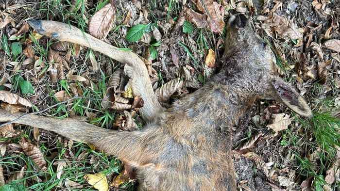 Wolf hat Rehe im Friesenheimer Gemeindewald nicht getötet