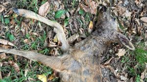 Die vier Rehe im Friesenheimer Wald wurden nicht von einem Wolf getötet. Foto: Gemeinde