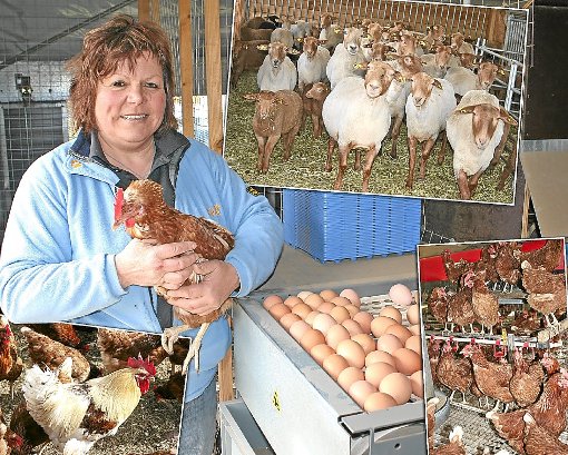 Martina Braun mit ihrem Federvieh (links unten ein Hahn), dem Eierlaufband und den Schafen. Fotos: Schück/Montage:Ulm Foto: Schwarzwälder-Bote