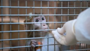 Auch in Tübingen werden Tierversuche an Affen durchgeführt. (Archivfoto) Foto: Marijan Murat/dpa