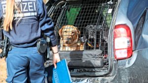 Drei Autos krachen bei Pfaffenweiler ineinander – auch Hunde betroffen