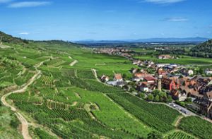 Die Elsässer Weinstraße führt entlang von Weinbergen und verbindet 119 Weinbaugemeinden miteinander. Foto: pixabay