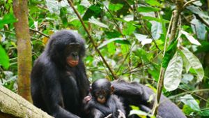 Tiere: Bonobo-Männchen sind aggressiver als gedacht