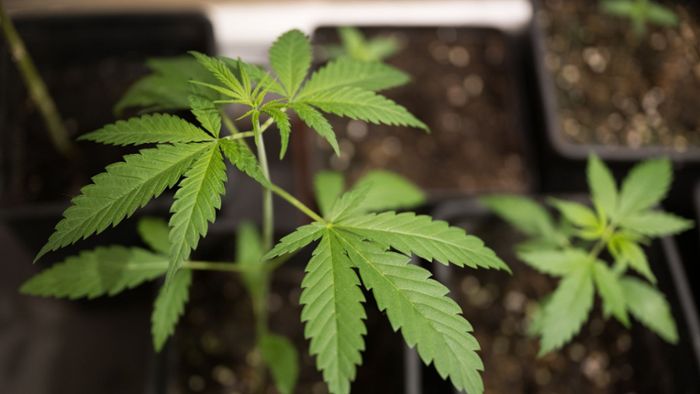 Baumärkte wollen vorerst keine Cannabis-Pflanzen verkaufen