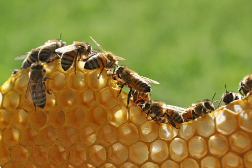 Imker in der Region müssen sich derzeit um ihrer Bienenvölker Sorgen machen. Die amerikanische Faulbrut befällt die Brut und lässt so ganze Völker aussterben. Foto: © Bettapuggi / Fotolia.com Foto: Schwarzwälder-Bote