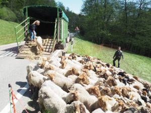 Die überlebenden Schafe werden in Sicherheit gebracht. Foto: Mutschler