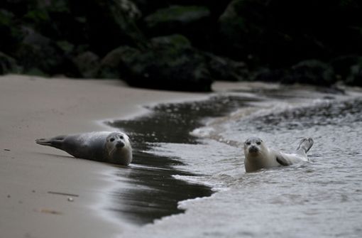 Begegnungen mit Robben sind in Ostende keine Seltenheit. Foto: AFP/JOHN THYS