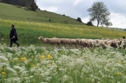 Wanderschäfer Gerhard Stotz  führt seine Tiere auf die Weide Foto: dpa