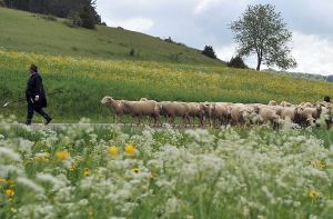 Wanderschäfer Gerhard Stotz  führt seine Tiere auf die Weide Foto: dpa