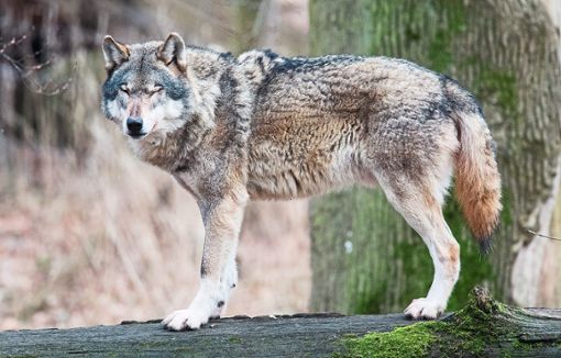 Zieht sich um den Wolf bald die Schlinge zu? Mitarbeiter des Nationalparks wurden im Umgang mit Fallen geschult. Foto: Stratenschulte