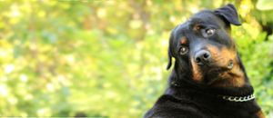 Mehrfach hatte der Hund andere Hunde und Menschen aus der Nachbarschaft gebissen. (Symbolfoto) Foto: Schwarzwälder Bote