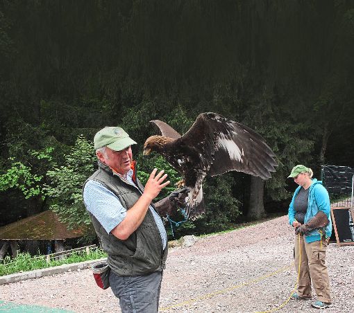 Der Steinadler mit einer Flügelspannweite von rund zwei Metern sitzt etwas unruhig auf dem Unterarm von Falkner Daniel Luchsberg. Foto: Reutter