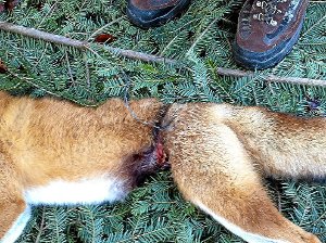 Durch Schlingenfallen eines Wilderers gingen in einem Revier im Bereich Rottweil-Neukirch/Vaihingerhof vor allem Füchse (Bild) und Rehe jämmerlich zugrunde.  Foto: Privat