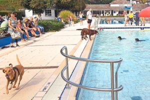 Am kommenden Sonntag können Hunde im Freibad von Bad Herrenalb ihre Runden drehen. Foto: Glaser