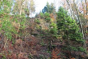 An der Felswand soll sich der Wald zu einer Wildnis entwickeln.  Foto: Steinmetz