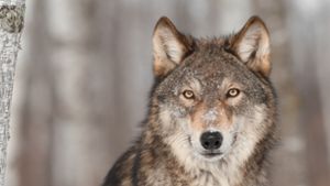 Ein Wolf kann als Verursacher   bisher weder bestätigt noch ausgeschlossen werden. (Symbolbild) Foto: hkuchera –  stock.adobe.com