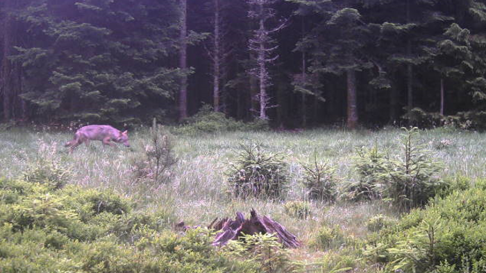 Wolf im Wald bei Forbach gesichtet