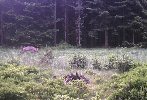 Dieses Bild zeichnete die Wildkamera von dem Wolf im Wald bei Forbach auf. Foto: Walz