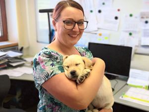 Konrektorin Laila Siebel möchte ihren elf Wochen alten Labradorwelpen Milow zum Schulhund ausbilden. Foto: Niederberger