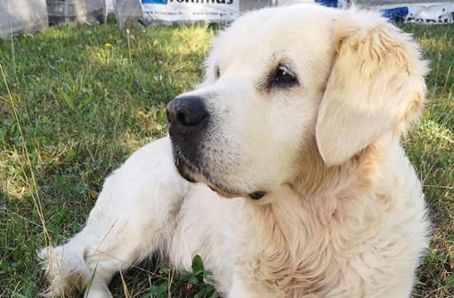 Hund Trisi ist 14 Jahre alt und herzkrank. Entsprechend groß war die Sorge seiner Besitzer. Foto: Schwarz