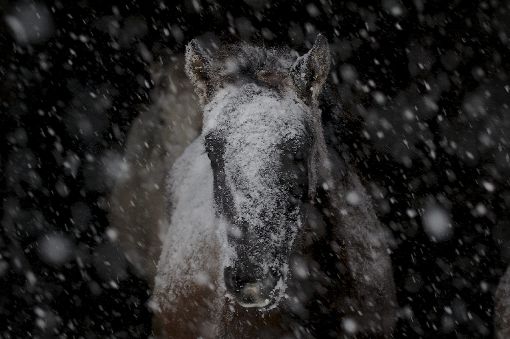 Zusammen mit dem Pferdehalter gelang es der Polizei, die beiden Tiere wieder einzufangen. (Symbolfoto) Foto: Danielle Valiquette/ Shutterstock
