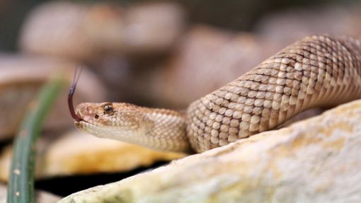 In Australien sterben jedes Jahr ein bis zwei Menschen durch giftige Schlangenbisse. Foto: Roland Weihrauch/dpa