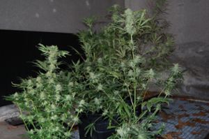 In einem Wohnhaus in Schramberg hat die Polizei eine Marihuana-Plantage entdeckt. Foto: Polizei