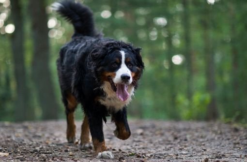 Hundebesitzer in Schramberg sollten wachsam sein. Symbolbild. Foto: dpa