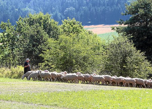 Beim Leistungshüten mussten die Schäfer mit einer fremden Schafherde verschiedene Aufgaben meistern. Foto: Priestersbach