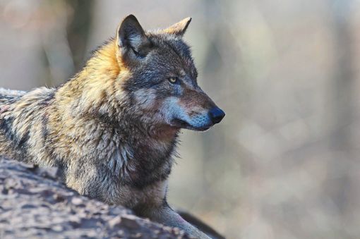 War ein Wolf in Kaltbrunn unterwegs? Foto: Rolfes/DJV