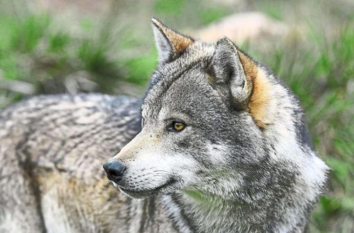 Ob ein Wolf ein Schaf gerissen hat, steht erst nach den Untersuchungen fest Foto: BennyTrapp – stock.adobe.com