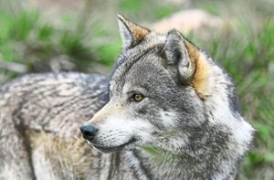 Ob ein Wolf ein Schaf gerissen hat, steht erst nach den Untersuchungen fest Foto: BennyTrapp – stock.adobe.com
