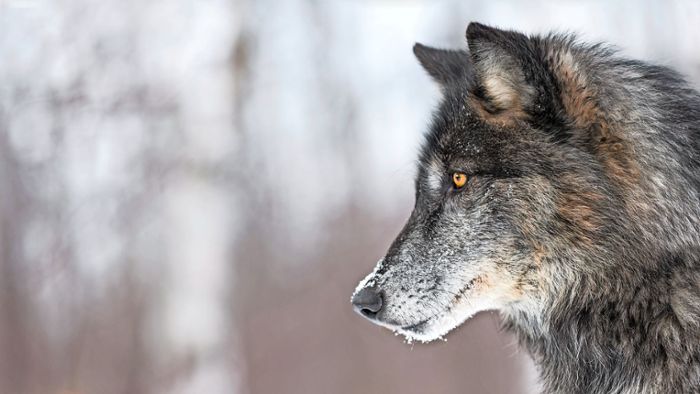 Der Wolf in der Region: Mack kritisiert Ausgaben in Millionenhöhe für Wolfsmanagement