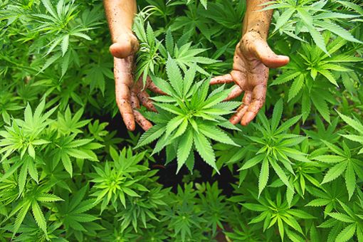 Im Keller eines Geschäfts   wurden die  Cannabispflanzen angebaut. Foto: Archiv Foto: Schwarzwälder Bote