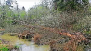 Der Biber sorgt im Tuninger Forst für kontinuierlich überflutete Flächen. Foto: Erich Bieberstein