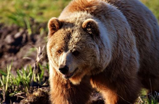 Durch den Livestream des Entertainers „Knossi“ erhielt der Bärenpark viele Spenden, die er für die Gehege der Tiere einsetzen will. Foto: Alexas_Fotos