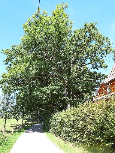 Die alte Stieleiche auf dem Baierhof  in 24-Höfe ist rund 20 Meter hoch und ihre Krone fast ebenso breit.  Fotos: Werthenbach Foto: Schwarzwälder-Bote