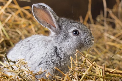 Mümmelnd und vergnügt, so sehen Züchter und Tierliebhaber ihre Kaninchen am liebsten. Doch derzeit grassiert die Chinaseuche.  Foto: © z10e/Fotolia.com Foto: Schwarzwälder-Bote