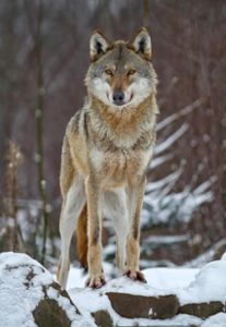 Im Kreis war ein Wolf unterwegs. (Symbolfoto) Foto: © rafi – stock.adobe.com