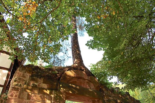 Vor rund 200 Jahren bezog dieser Baum seinen ungewöhnlichen Platz auf dem historischen Gemäuer.   Foto: Stadt Foto: Schwarzwälder Bote
