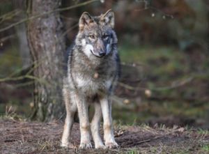 Der Wolf war 170 Jahre ausgerottet, jetzt kehrt er in die Region zurück. Foto: Pleul Foto: Schwarzwälder Bote