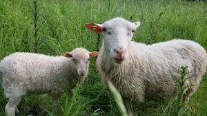 Schafe tragen im Moos zum Naturschutz bei