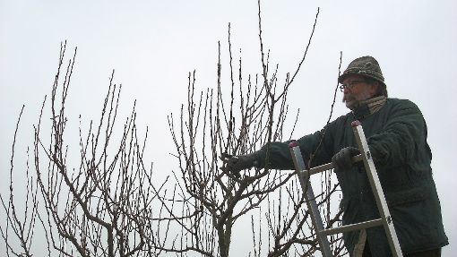 Wolfgang Weber sorgt für perfekten Baumschnitt.  Foto: Scheible Foto: Schwarzwälder-Bote