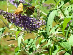 Den Schmetterlingspark in Bad Rippoldsau gibt es seit fünf  Jahren, und er ist zu einem Anziehungspunkt geworden.   Foto: Schmid