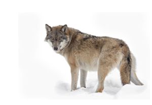 Seit der Saarländer Patrik Wagner in Vöhrenbach den Wolf gesichtet und fotografiert hat, sind die Menschen im Landkreis zwiegespalten. Das Thema Wolf polarisiert.  Foto: © Ana Gram – stock.adobe.com